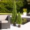 5ft. Potted UV Resistant Rosemary Cone Topiary Tree